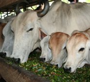 Solo el Instituto Nacional de Salud Agrícola Integral (Insai) de Venezuela podrá autorizar el transporte de ganado, siempre y cuando sea para el abastecimiento local. Archivo