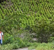 El compromiso del Gobierno es eliminar para 2018 un total de 100.000 hectáreas de coca. Archivo AFP