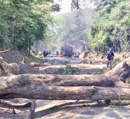 Las violentas talas afectaron todo tipo de especies, principalmente en Pdrgales, Agualasal y la ye Astilleros. Cortesía