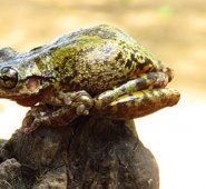 Expertos aseguran, que se cree que la piel de esta especie sirve como barrera protectora de microorganismos y de otros depredadores. Colprensa