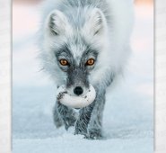 El habitante más astuto de la isla Wrangel, el zorro ártico, llega a robar hasta 40 huevos de ánsar nival al día y los almacena para sus cachorros. 
 Sergey Gorshkov-National Geographic