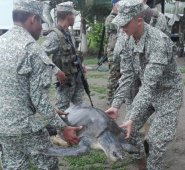 El animal había sido cazada por un habitante del municipio de Olaya Herrera, Colprensa