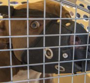 En total, 77 procedimientos con caninos peligrosos ha realizado la Policía en lo corrido del 2017. Colprensa