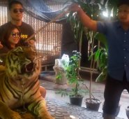 Un hombre pincha con una vara en el hocico a un tigre de bengala para obligarlo a rugir. Captura de video