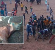 El deceso del vacuno causó diversas reacciones de rechazo de animalistas. Las corralejas también han dejado 31 personas lesionadas. Npnoticias.com