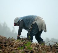 Los departamentos más afectados por las heladas que se presentan en horas de la madrugada son Cundinamarca, Boyacá, Nariño y municipios que estén por encima de los 1.500 metros sobre el nivel del mar. Archivo de La Opinión