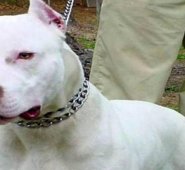 Un feroz ataque de un perro pitbull contra una niña de seis años de edad. Colprensa