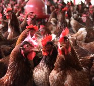 Archivo | Referencial