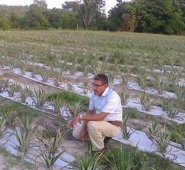 El cultivo de piña y limón fue la última apuesta del líder, en el proceso de sustitución de cultivos de uso ilícito.
 Cortesía