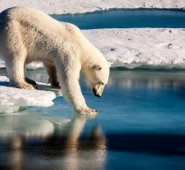 Los osos polares que viven en el hielo marino del Ártico están encontrando problemas para cazar las suficientes focas. AFP