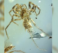 Universidad de Kansas /Today.ku.edu