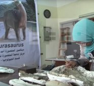 Los fósiles están custodiados por el departamento de Paleontología de Vertebrados de la Universidad de Mansura. Captura de video EFE