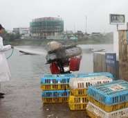 El ICA emprendió medidas para evitar el contagio del virus aviar “de alta virulencia” o “Newcastle” en el departamento del Guainía. Colprensa