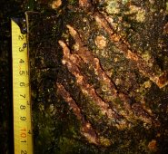 Marcas que dejan las garras de los osos en la corteza de los árboles. Carlos Cáceres