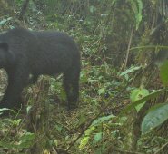La conservación debe estar ligada a minimizar el efecto por la fragmentación de los bosques. Carlos Cáceres