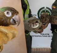 Entre 2012 y 2017, un equipo de biólogos hizo un diagnóstico del tráfico ilegal de fauna silvestre en Norte de Santander. Para ello, analizaron los registros de incautaciones de Corponor y de la Policía, revisaron los procesos sancionatorios e hicieron trabajo de campo en 15 municipios. Corponor - Policía