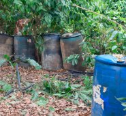 En aproximadamente 30 canecas se encontraba el crudo.  Cortesía