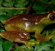 La especie de anfibio se llama Hyloscirtus japreria rinde homenaje a los japreria, una mermada etnia indígena de Perijá, en el estado Zulia, Venezuela. AFP