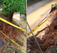 El terreno se debilitó y quedaron al descubierto algunas raíces de los árboles. Cortesía