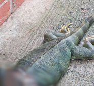 Iguana hallada en Envigado. @TataMejiaG