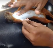 Captura video de Youtube