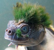 Aunque al nacer miden 3 o 4 centímetros, en su adultez pueden alcanzar un tamaño de 40 centímetros. Chris Van Wyk