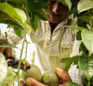 Proyecto hortofruticola del MinAgricultura para campesinos en Colombia. Colprensa