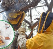 La apicultura es rentable, para una familia que trabaje con 15 colmenas en adelante, lo que en producción representa 500 kilos de miel por cosecha. Archivo