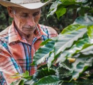 El estudio muestra que una elevada proporción de adultos mayores ocupados se desempeña en la agricultura, donde la cobertura de los sistemas de pensiones suele ser baja. Archivo La Opinión