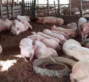 En total son beneficiados 60 núcleos familiares de la zona rural del municipio de Ocaña. Javier Sarabia