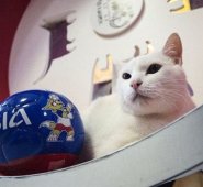 Este gato será el que intentará adivinar los ganadores de los partidos del Mundial de Rusia que comienza el próximo jueves. Sputnik News