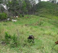 Las quemas también constituyen otro problema asociado al deterioro de la flora. Archivo