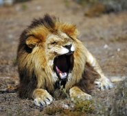 Se encontró ropa en medio de la manada de leones. AFP