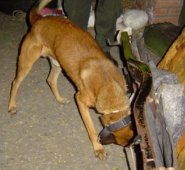 Archivo / La Opinión