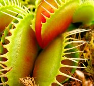 550 plantas carnívoras de 52 especies diferentes Internet