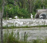 EL Igac presentó una nueva alarma por el consumo de agua para los arrozales que podría desembocar una crisis por desabastecimiento. Archivo La Opinión