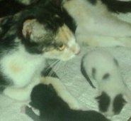 ‘Pachita’ dio a luz a tres gatitos, uno de ellos tenía dos cabezas y murió minutos después del nacimiento. Cortesía