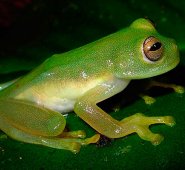 Los anfibios, sufren directamente los efectos del cambio climático, de la contaminación ambiental. Colprensa