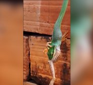 Paulatinamente, el anfibio fue desapareciendo, mientras la culebra hacía valer la cadena alimenticia. Captura de video