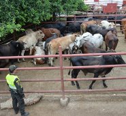 En junio de este año, los sacrificios en los frigoríficos de la región se triplicaron por cuenta del aumento sorpresivo en los precios de la carne venezolana.
Archivo