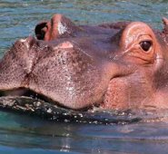 Los hipopótamos suelen vivir entre 40 y 50 años. @chapoisat