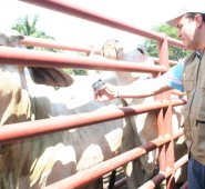 El ministro Andrés Valencia quiere que el ICA se dedique solo a mantener la sanidad animal y vegetal y evaluar los trámites que se tienen que hacer en la entidad. Archivo