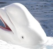 En una investigación de datos de ballenas muertas encontraron ovarios durmientes. Internet