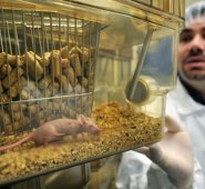 La enzima utilizada se conoce como butyrylcholinesterase (BChE). AFP