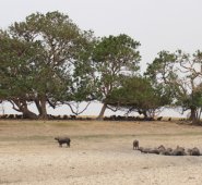 La caza desconoce el deber de la sociedad de proteger a los animales. Colprensa