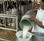 Además se destacó que los lácteos generan más de 700.000 empleos. Archivo La Opinión