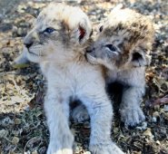 El hito se logró tras 18 meses de intensos ensayos científicos. AFP