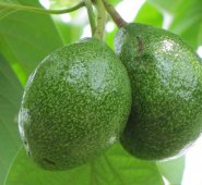 Los expertos del Senasa recorrerán los municipios de Palmira y Pradera. Colprensa