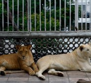 En la azotea de su casa viven 3 leones: Nojoch, Gorda y Numbi. AFP