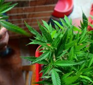 Mañana entra en vigor la legalización de la marihuana con fines recreativos en Canadá. AFP